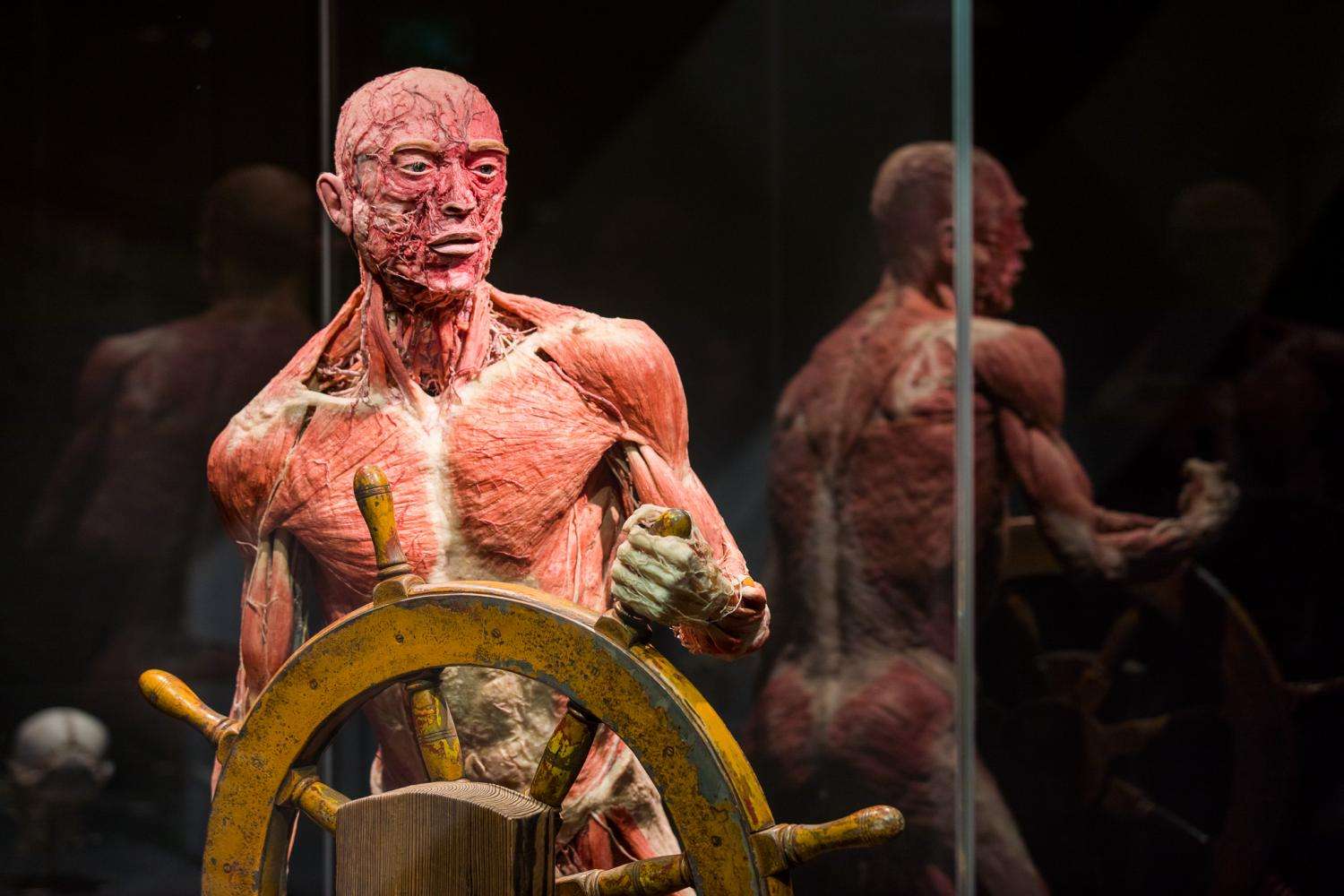 Entrada para Body Worlds Ámsterdam