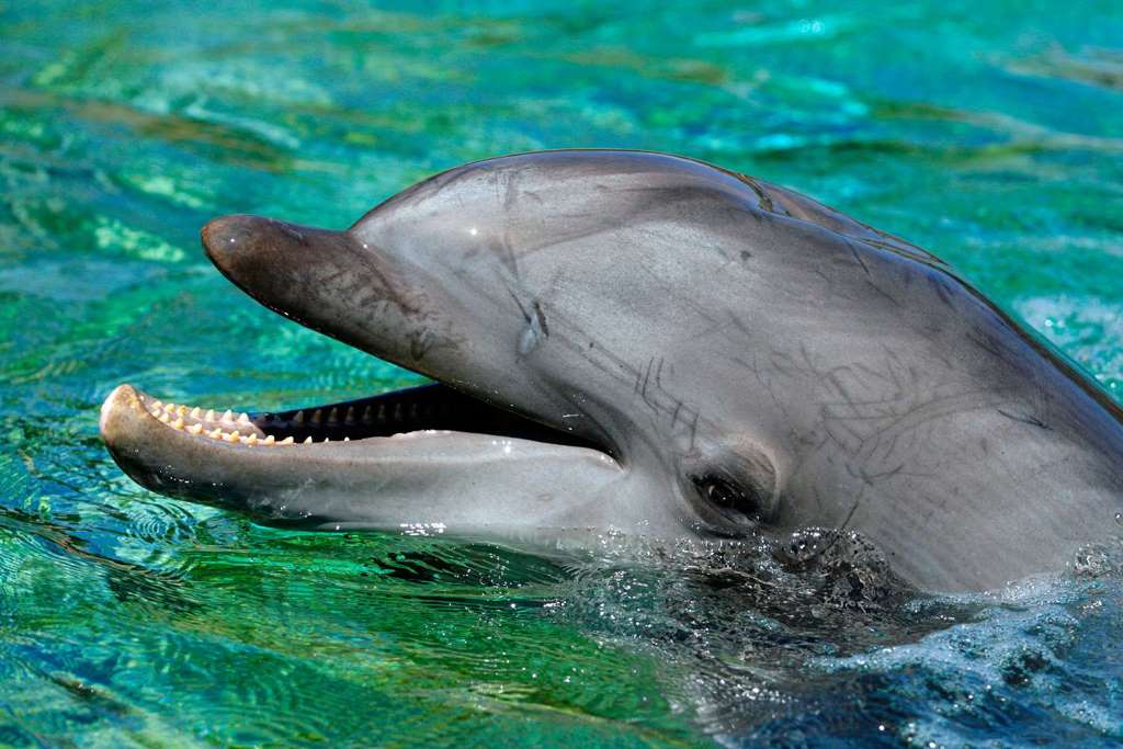 Encuentro con Delfines y Playa de Clearwater