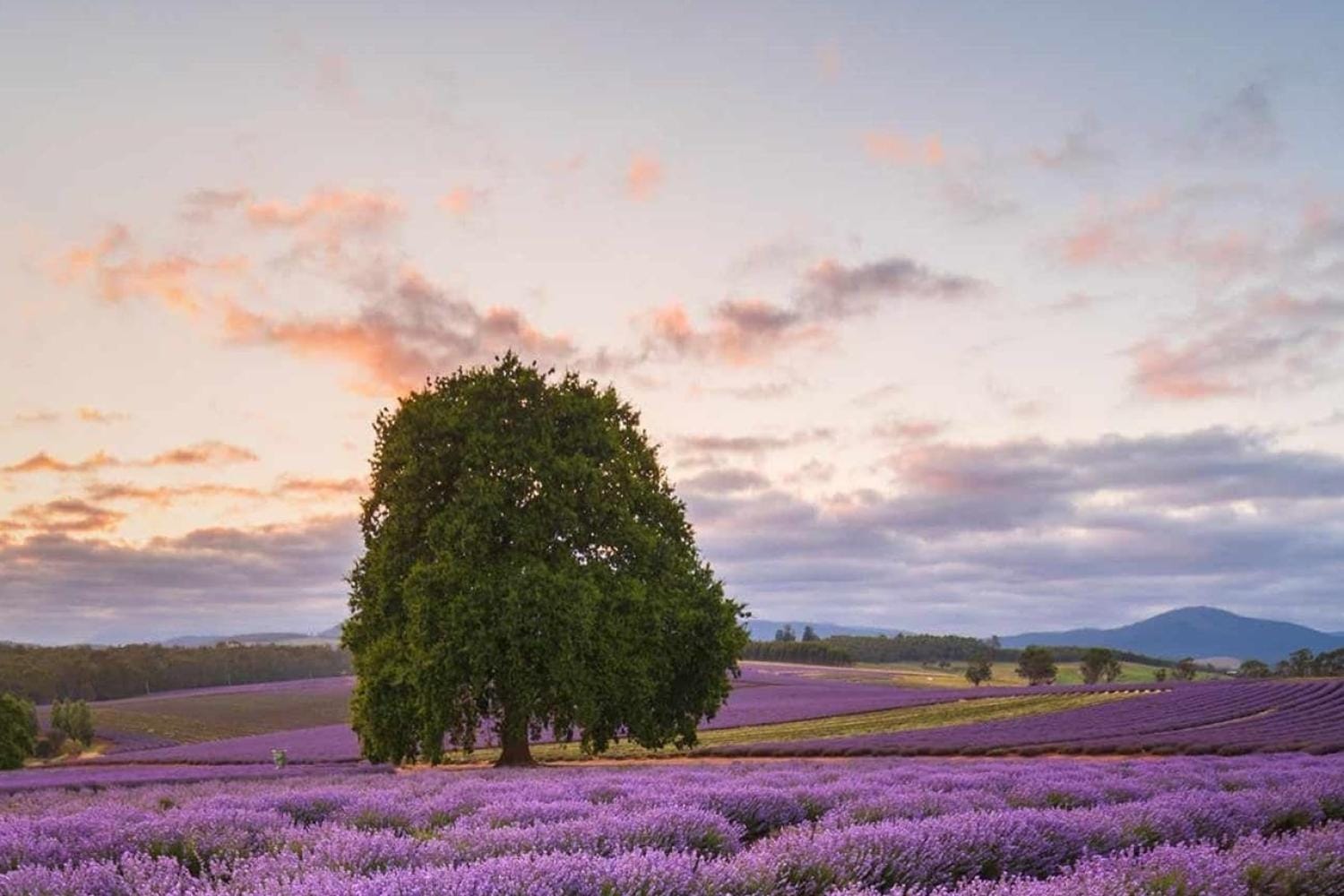 Port Arthur y lavanda