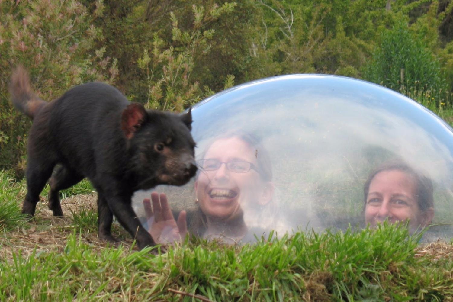 Port Arthur y Tassie Devils
