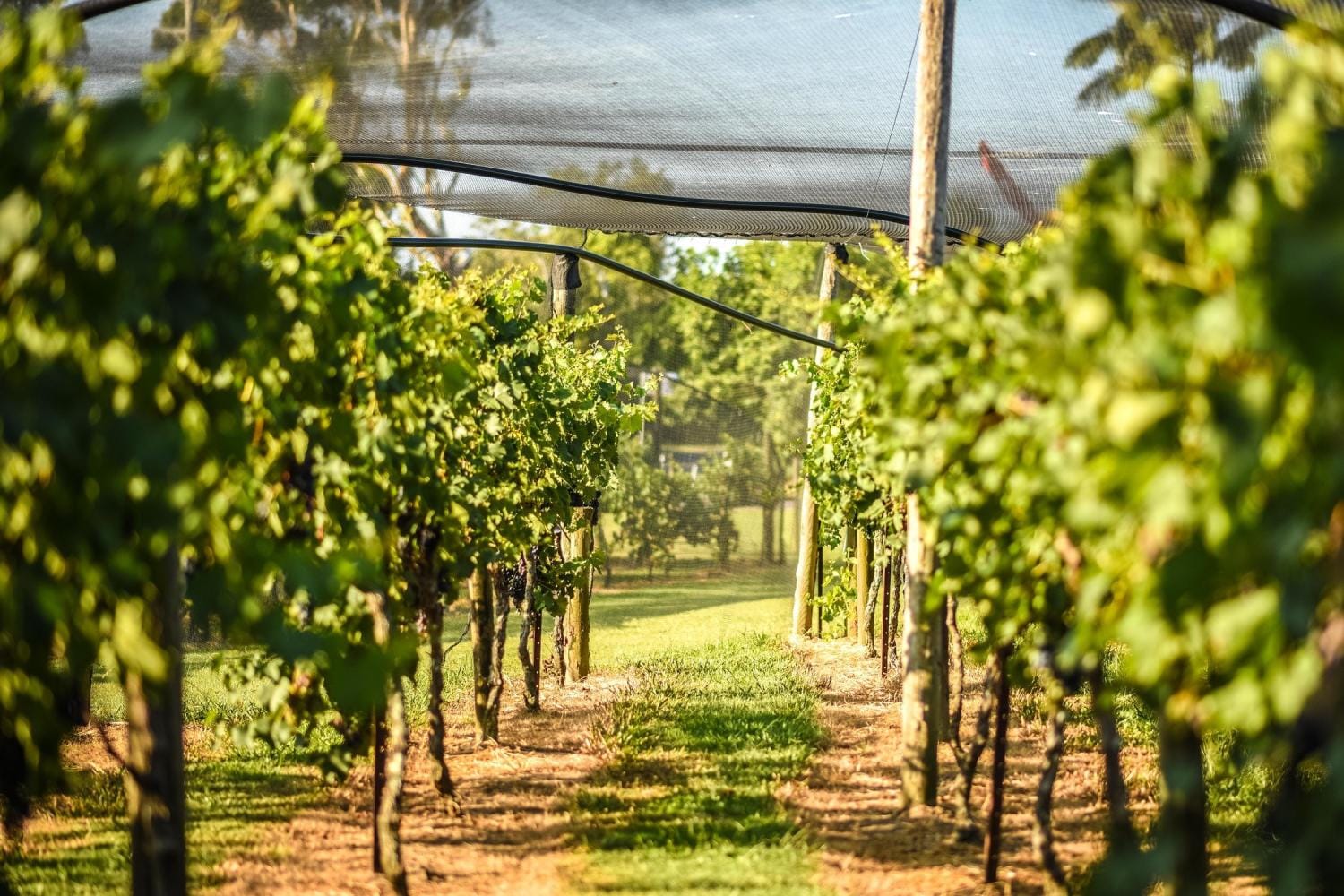 Tour de vino de Martinborough de día completo