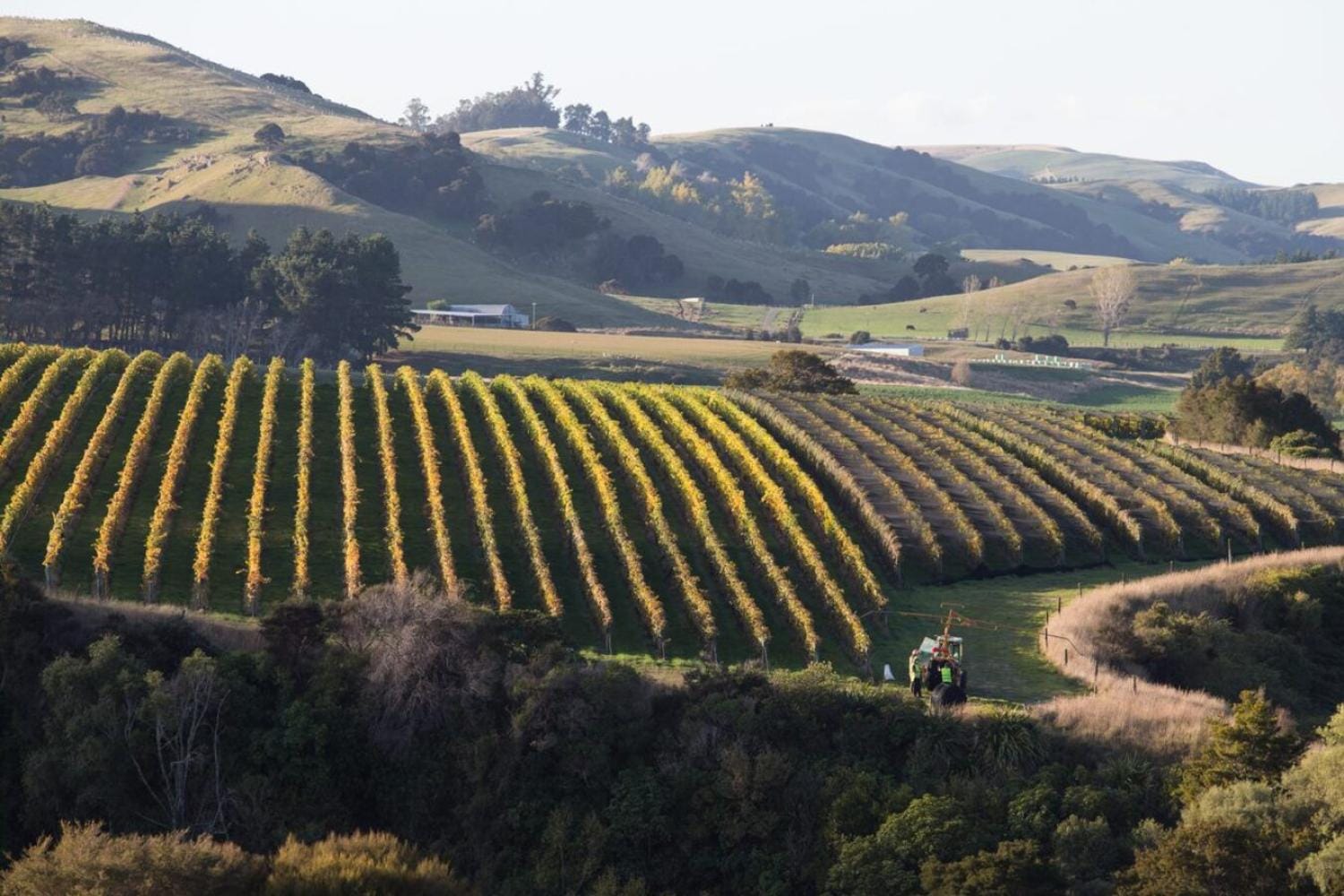 Visita a la bodega Martinborough