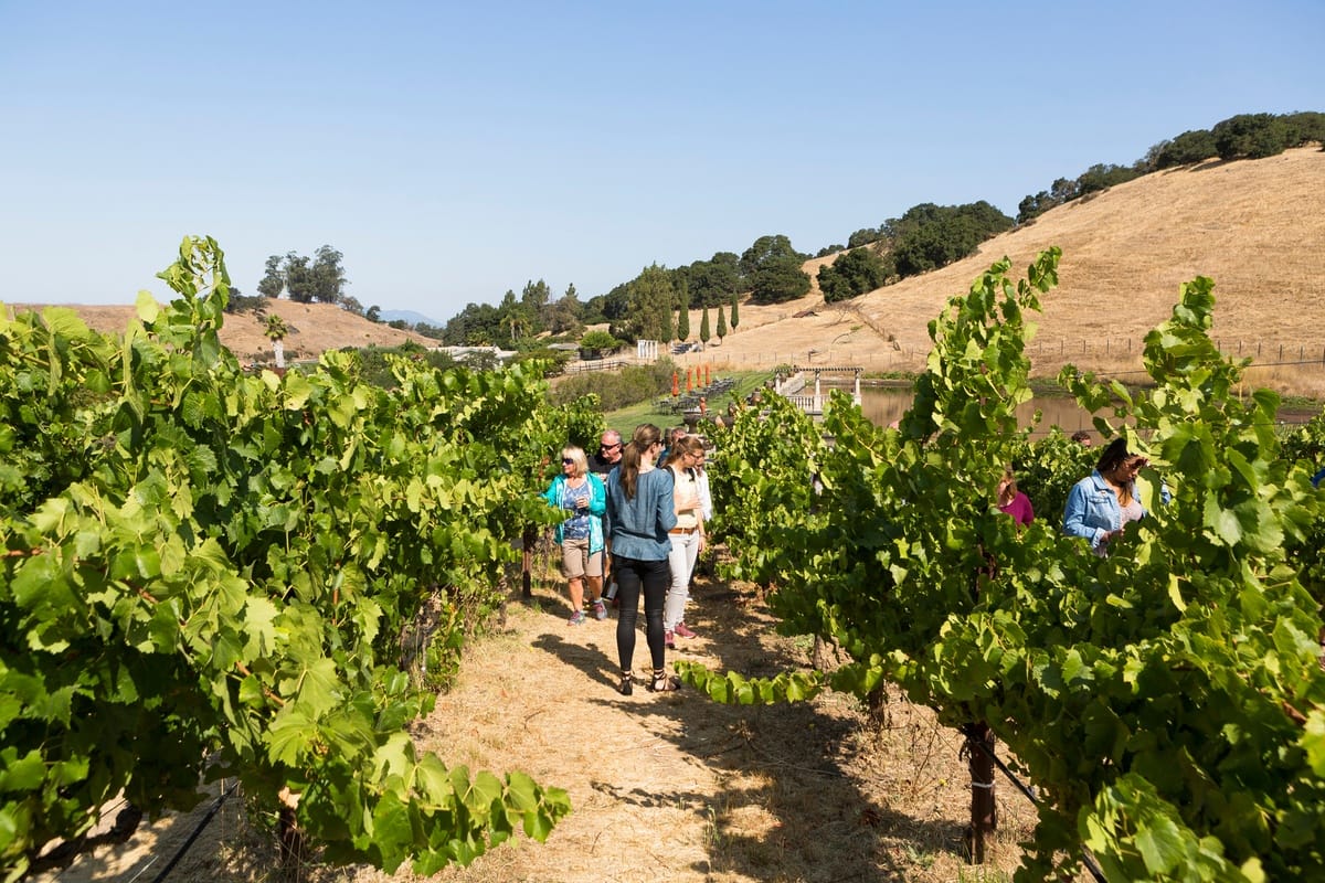 Napa y Sonoma - Tour de Viñedos