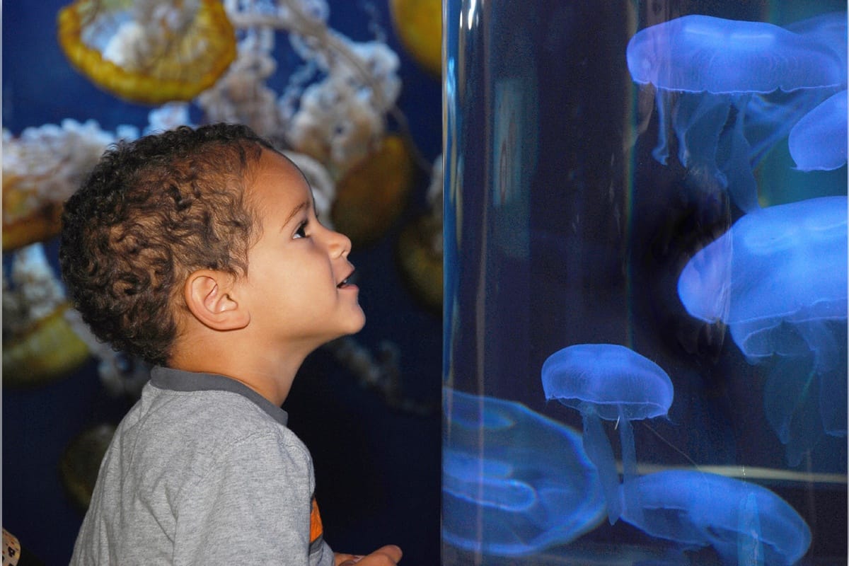 San Francisco Gran City Tour con visita al Acuario de la Bahía