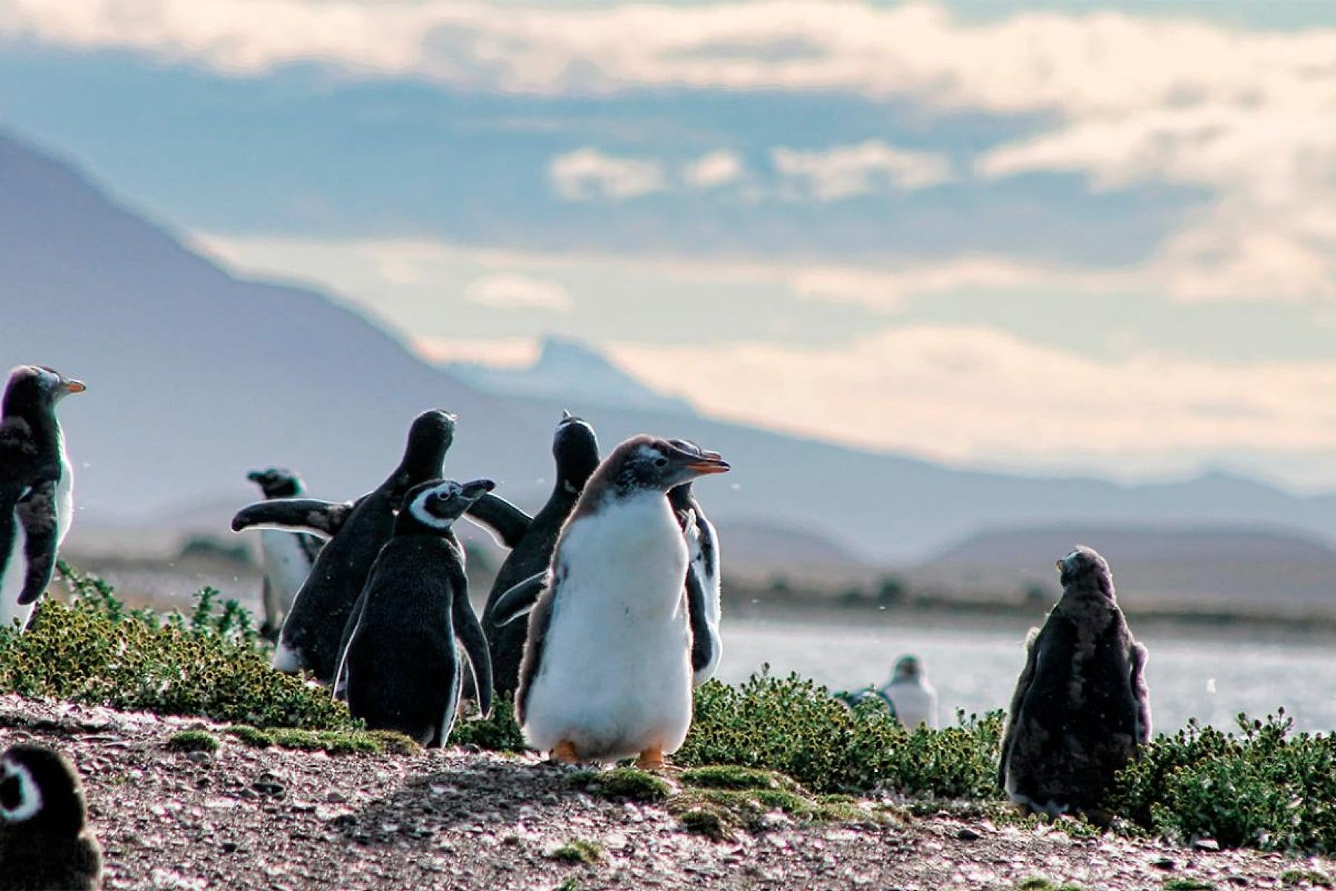 Navegación Canal de Beagle y pingüinera