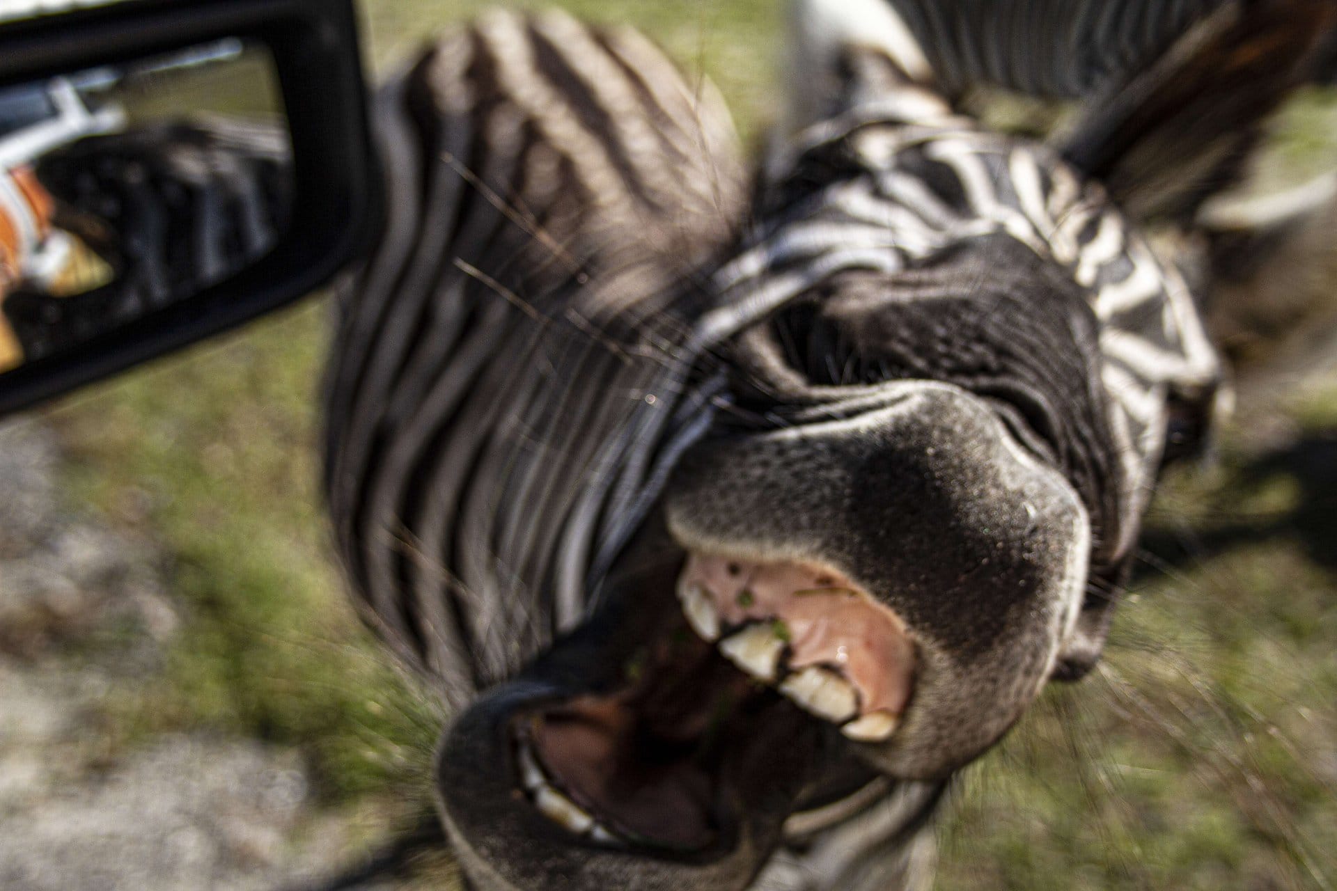 Ultimate Everglades y Safari Park Tour