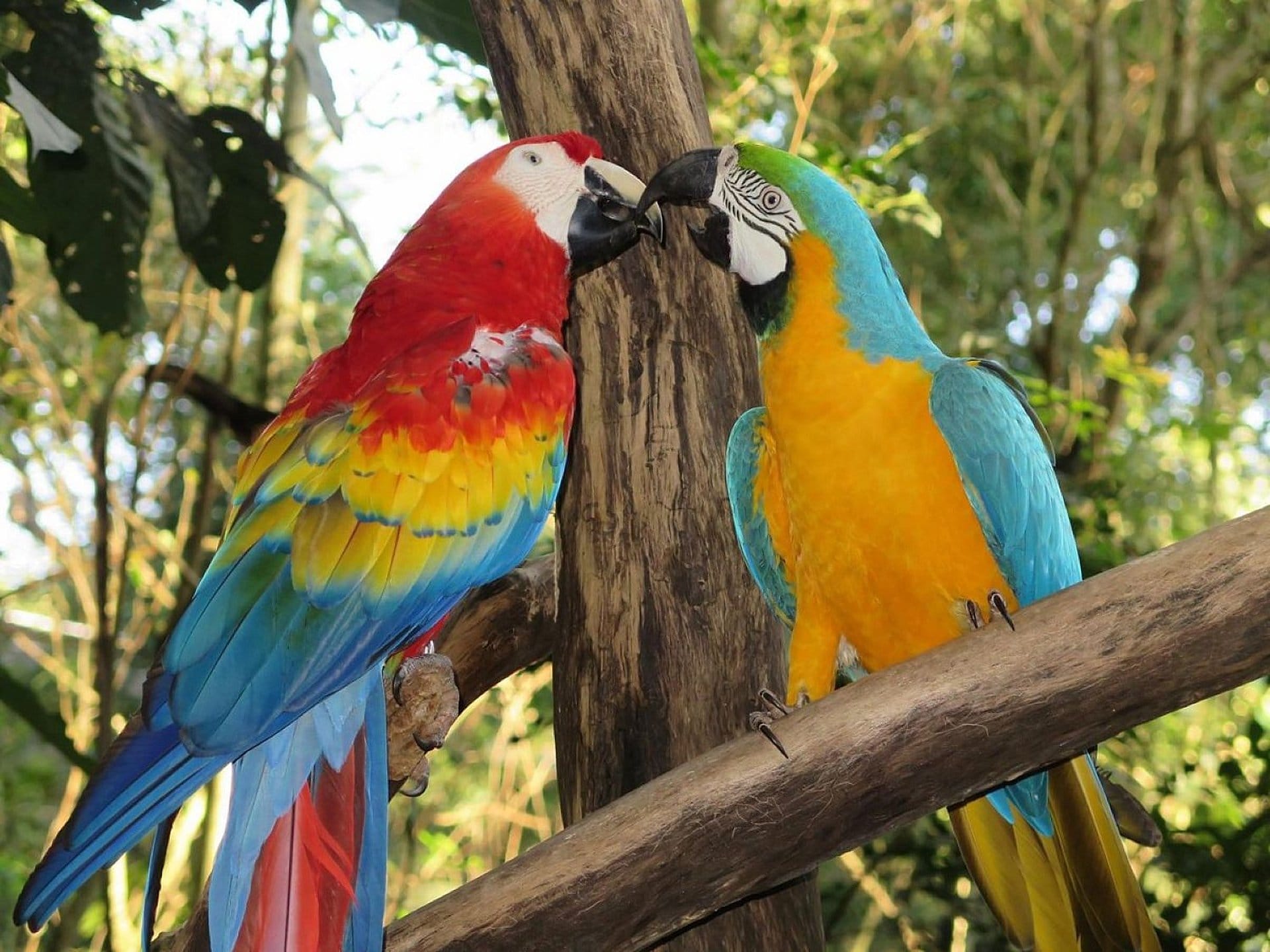 Cataratas y Parque de las Aves con traslado