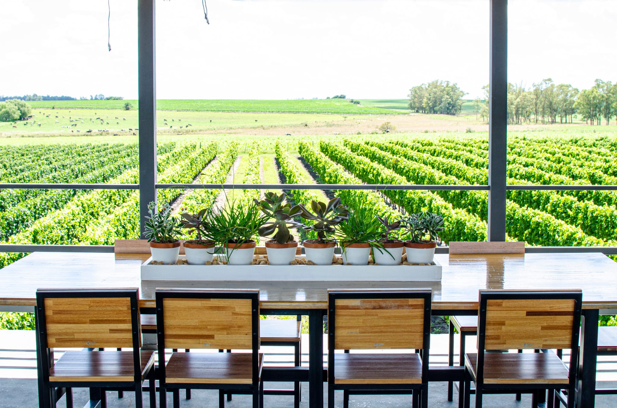 Fripp Winery: Tour, Lunch and Tasting