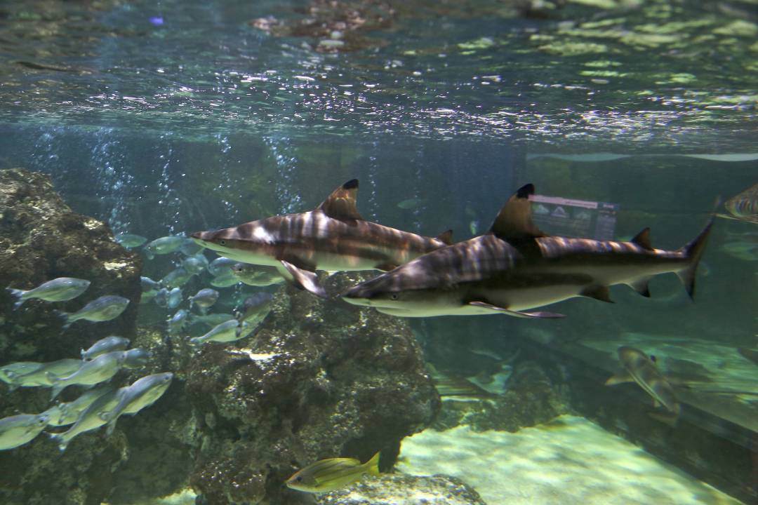 SEA LIFE Blackpool