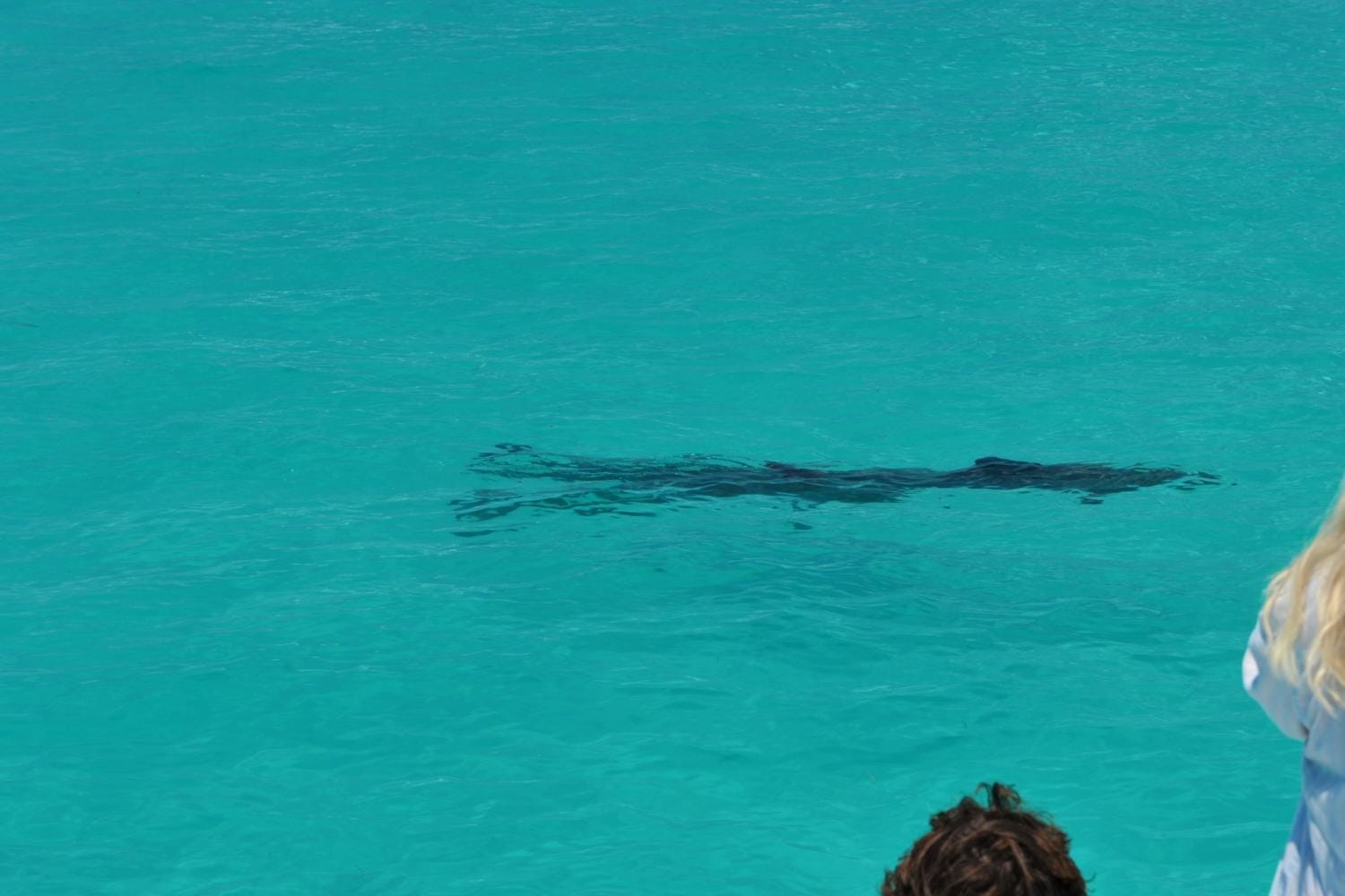 Observação de golfinhos e mergulho com snorkel em Key West