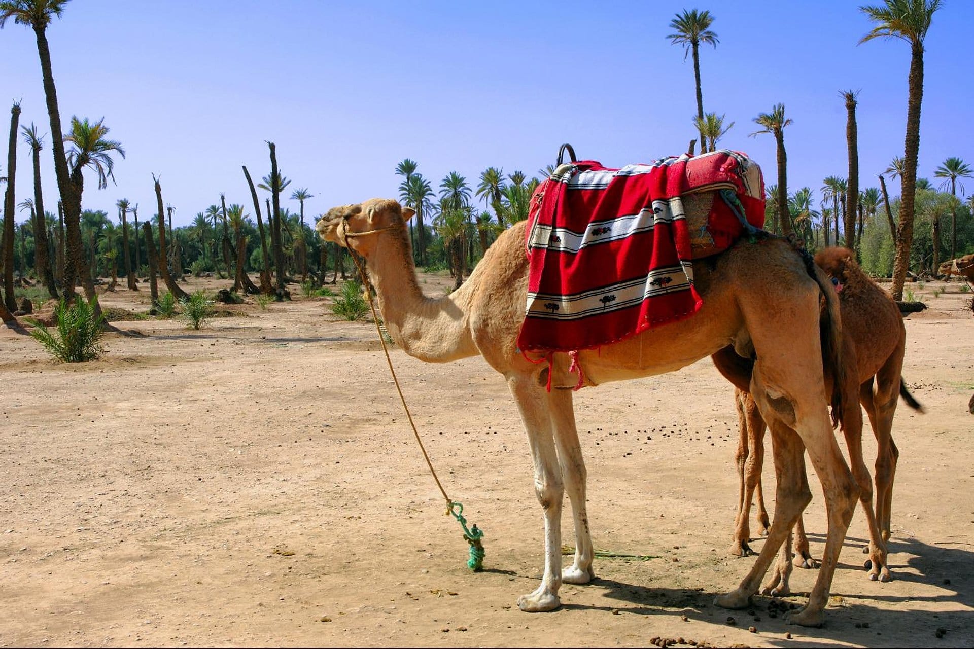 Passeio de camelo no palmeiral de Marrakech