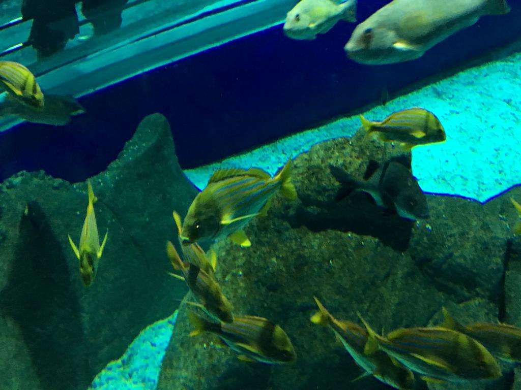 Aqua Rio y Museo del mañana. Imperdible!! - Imagen 3