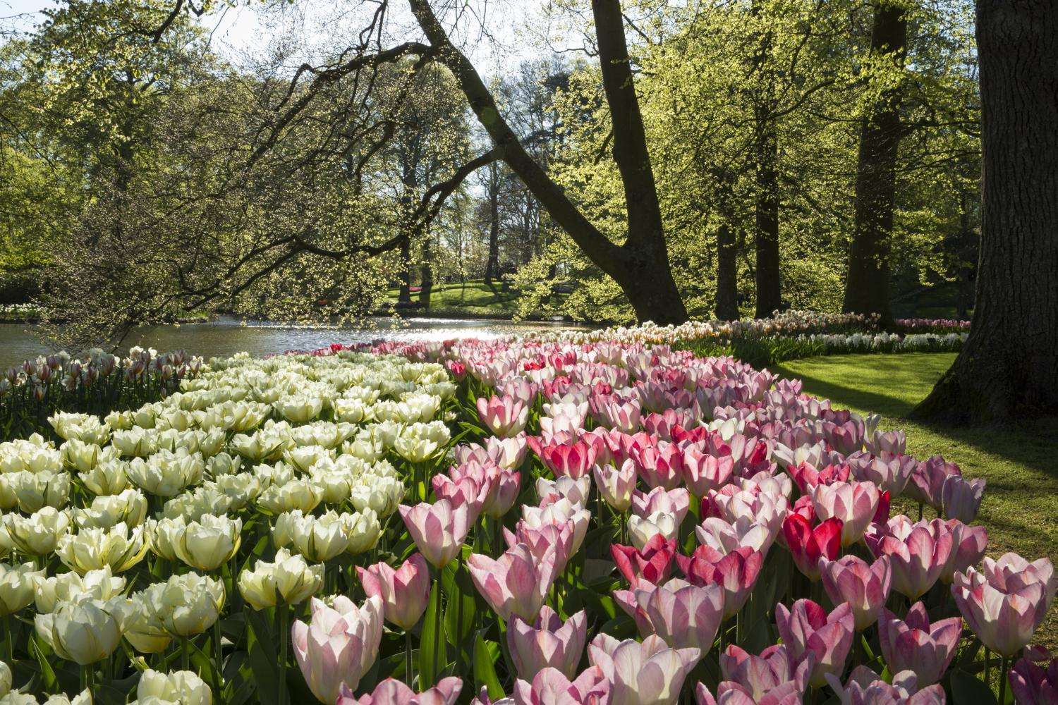 Keukenhof - Ticket con traslado audioguiado y crucero por los canales - Imagen 2