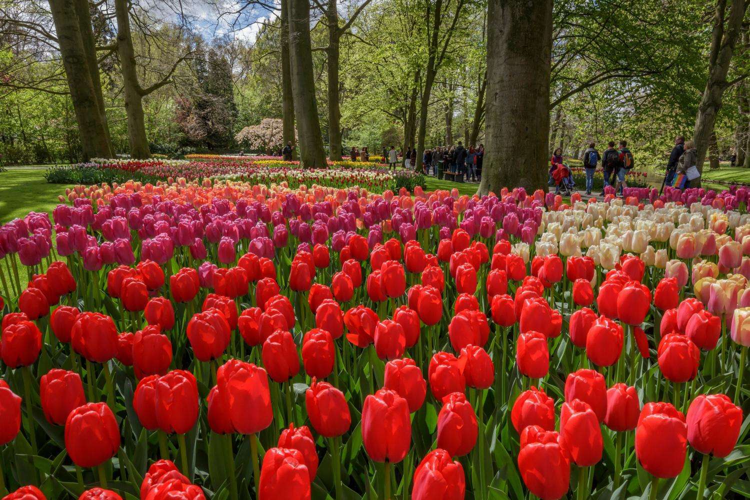 Keukenhof - Ticket con traslado audioguiado y crucero por los canales - Imagen 4