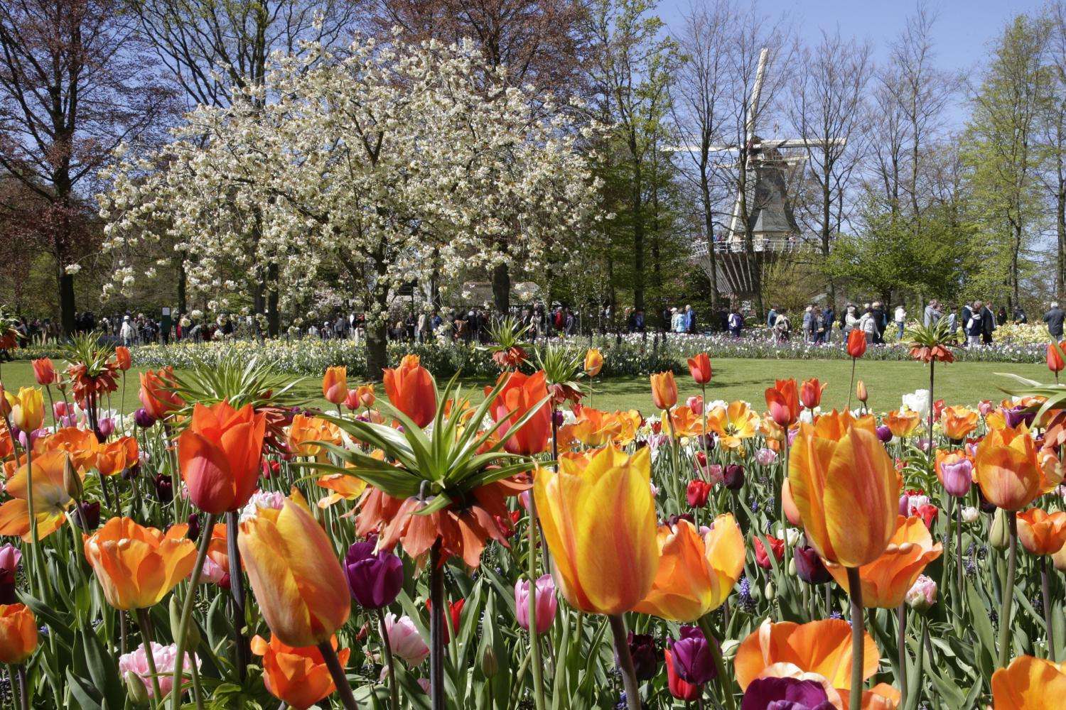 Entrada a Keukenhof y transporte directo desde Ámsterdam - Por la tarde - Imagen 4