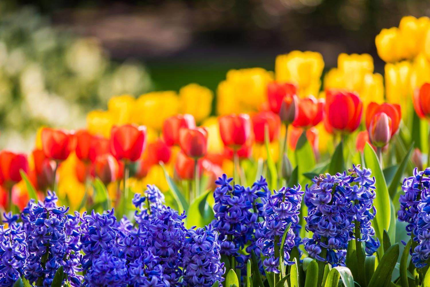 Super Combo: jardines de Keukenhof + molinos de viento y campo - Imagen 4