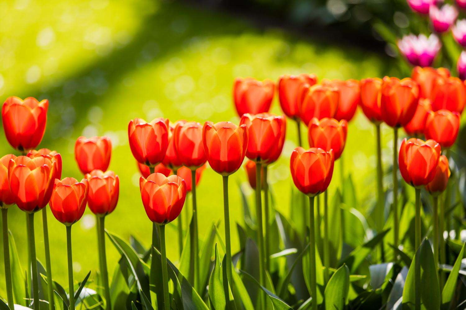 Entrada Keukenhof y traslado directo desde Ámsterdam - Imagen 2