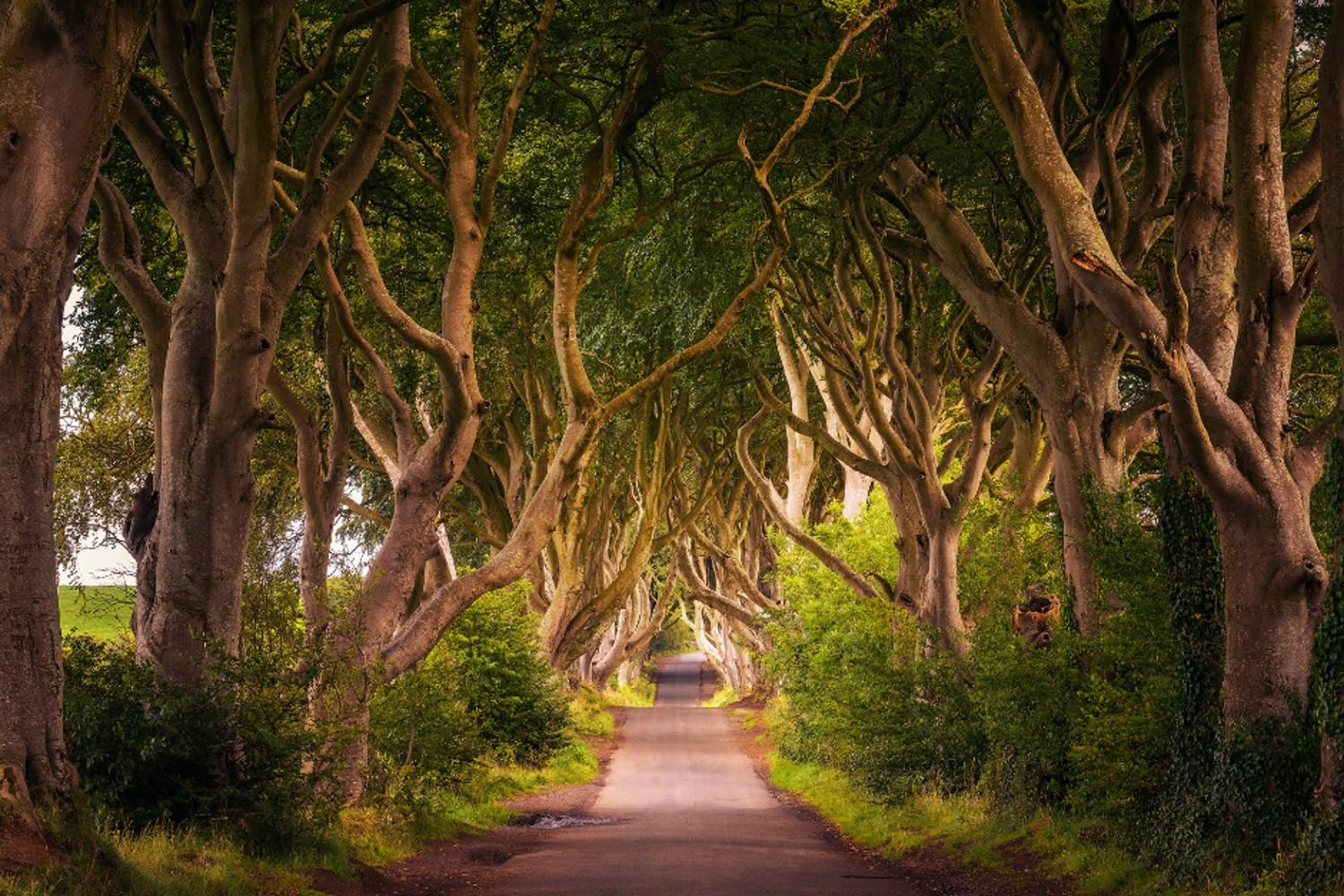Tour de un día: Dark Hedges, Giants Causeway y Ciudad de Belfast - Imagen 2