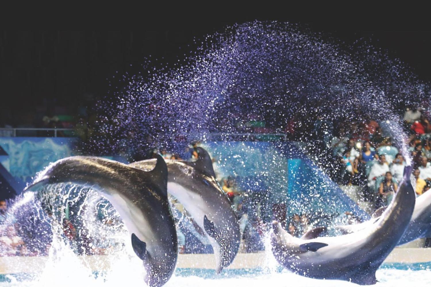 Dubai Dolphinarium: show de delfines y focas - Imagen 2