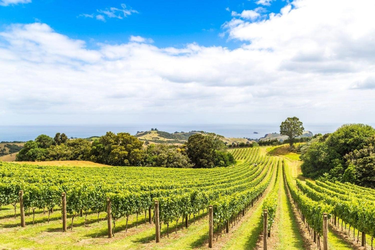 Tours exclusivos a la isla Waiheke - Día estándar - grupo semi-privado - Imagen 3