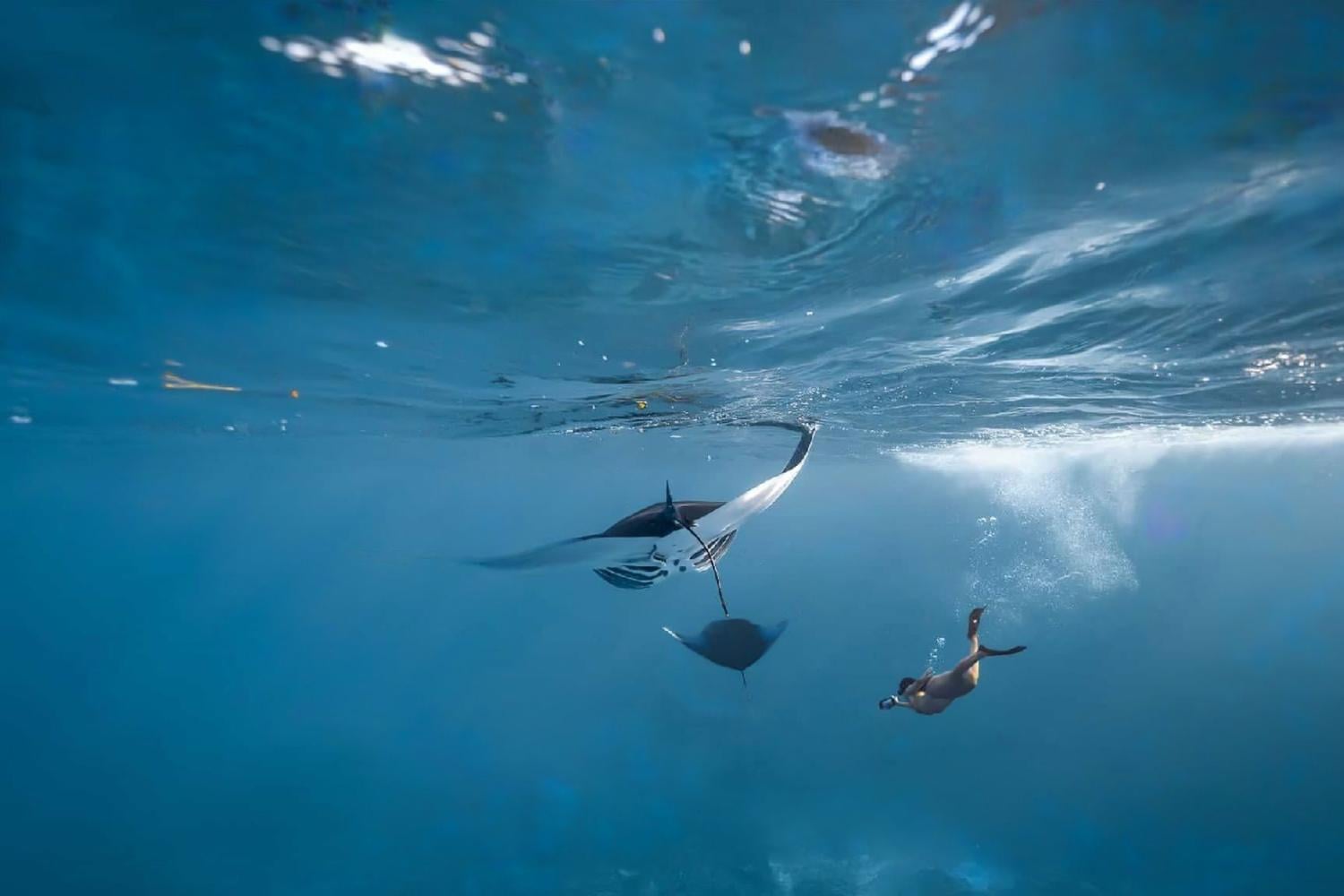 Snorkeling Experience with Manta Rays at Nusa Penida - Imagen 2