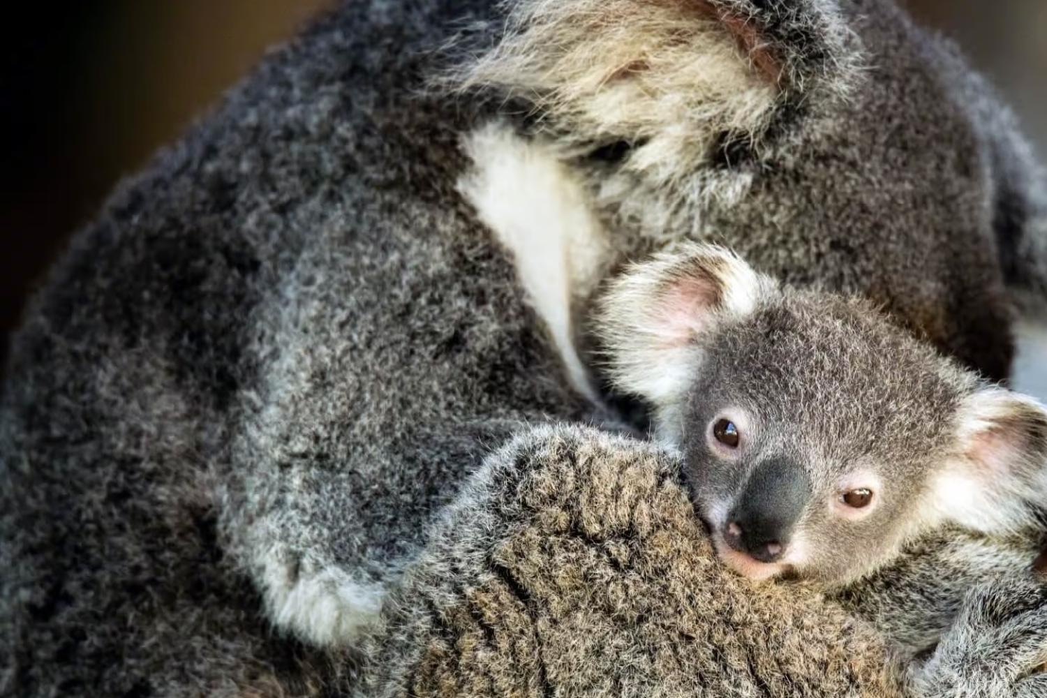 Fauna y aves de Canberra - Imagen 4