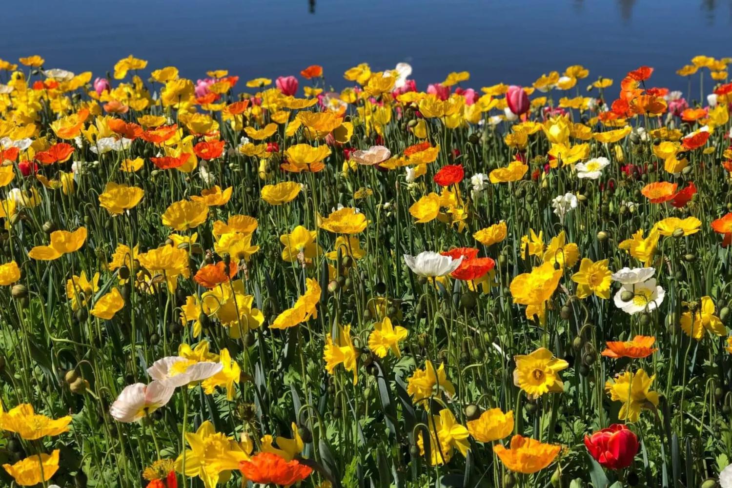Tour Floriade - Imagen 3