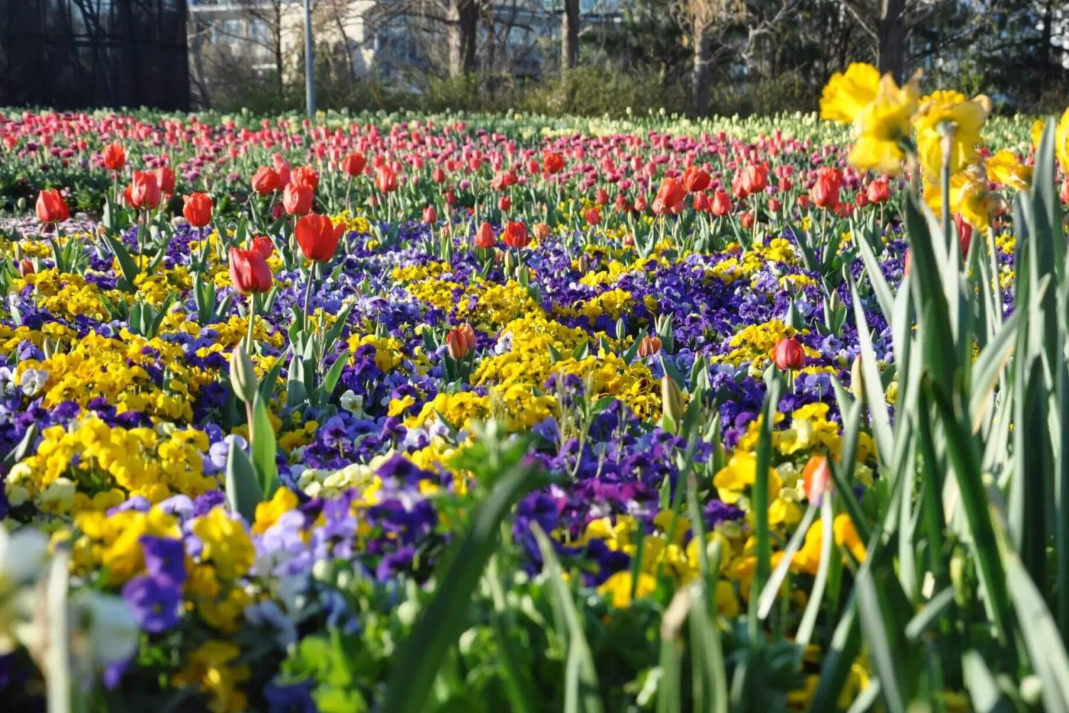 Tour Floriade - Imagen 4