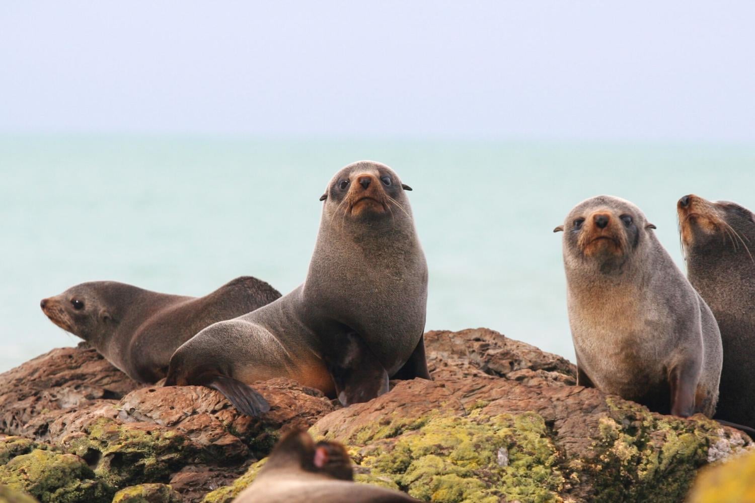 Full day wine, seals and Palliser lighthouse tour - Imagen 2