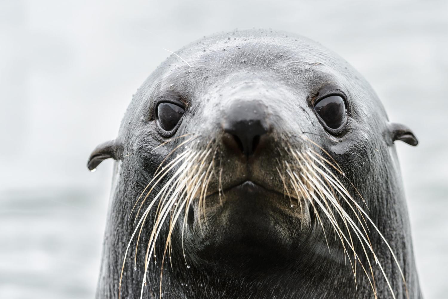 Full day wine, seals and Palliser lighthouse tour - Imagen 3