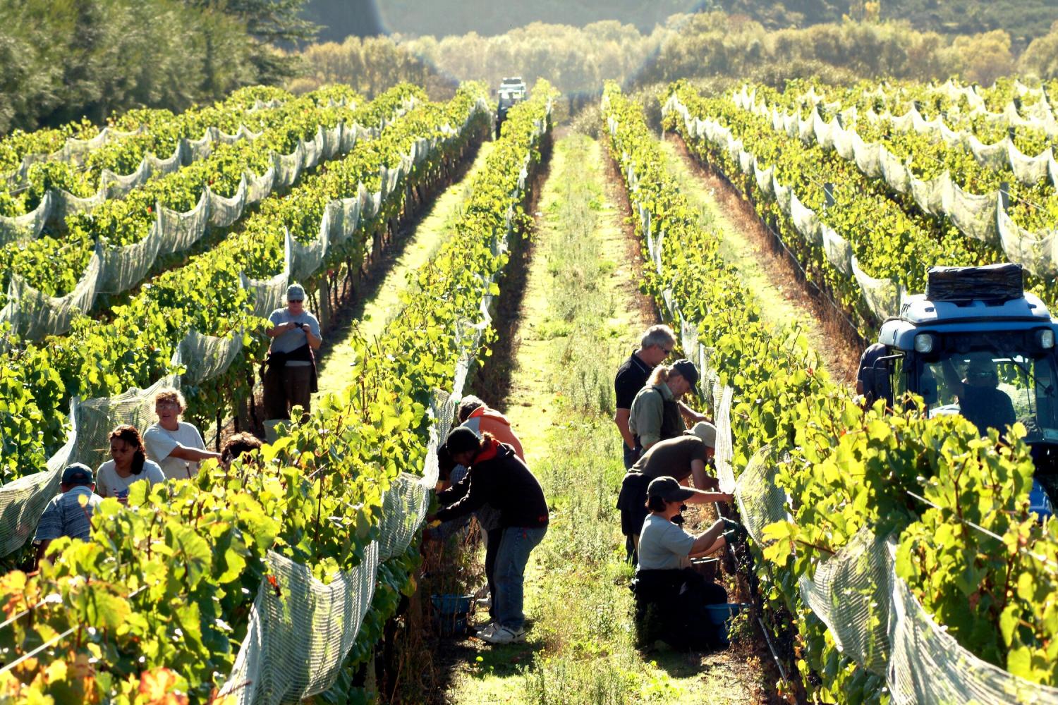 Tour de vino de Martinborough de día completo - Imagen 2