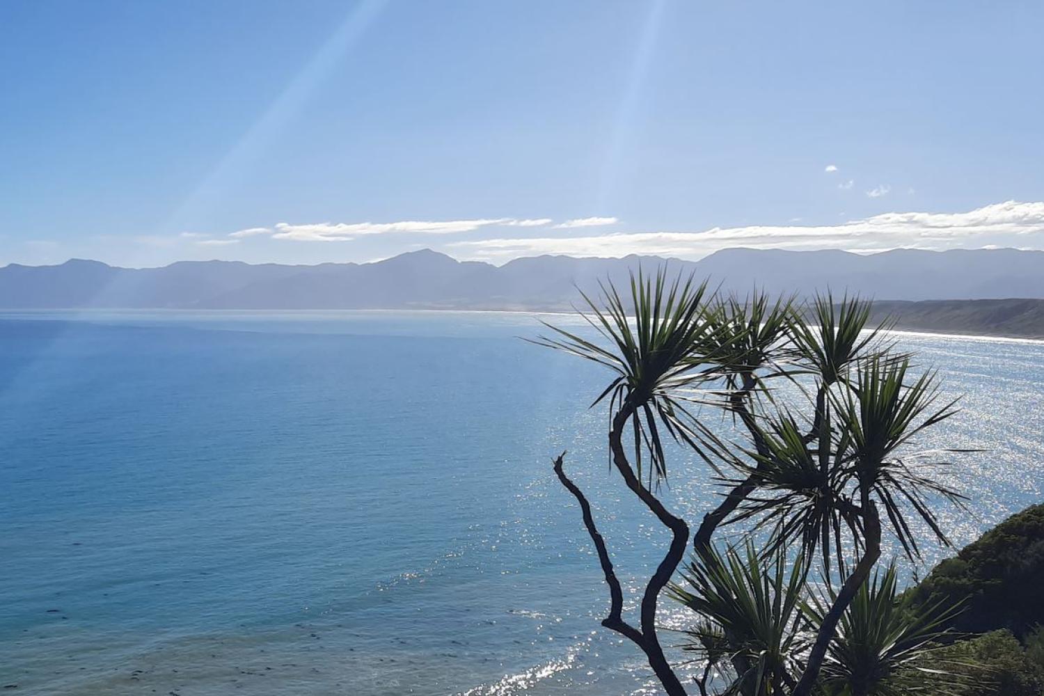 Tour del Vino y Costa Salvaje - Día entero en Wellington - Imagen 2