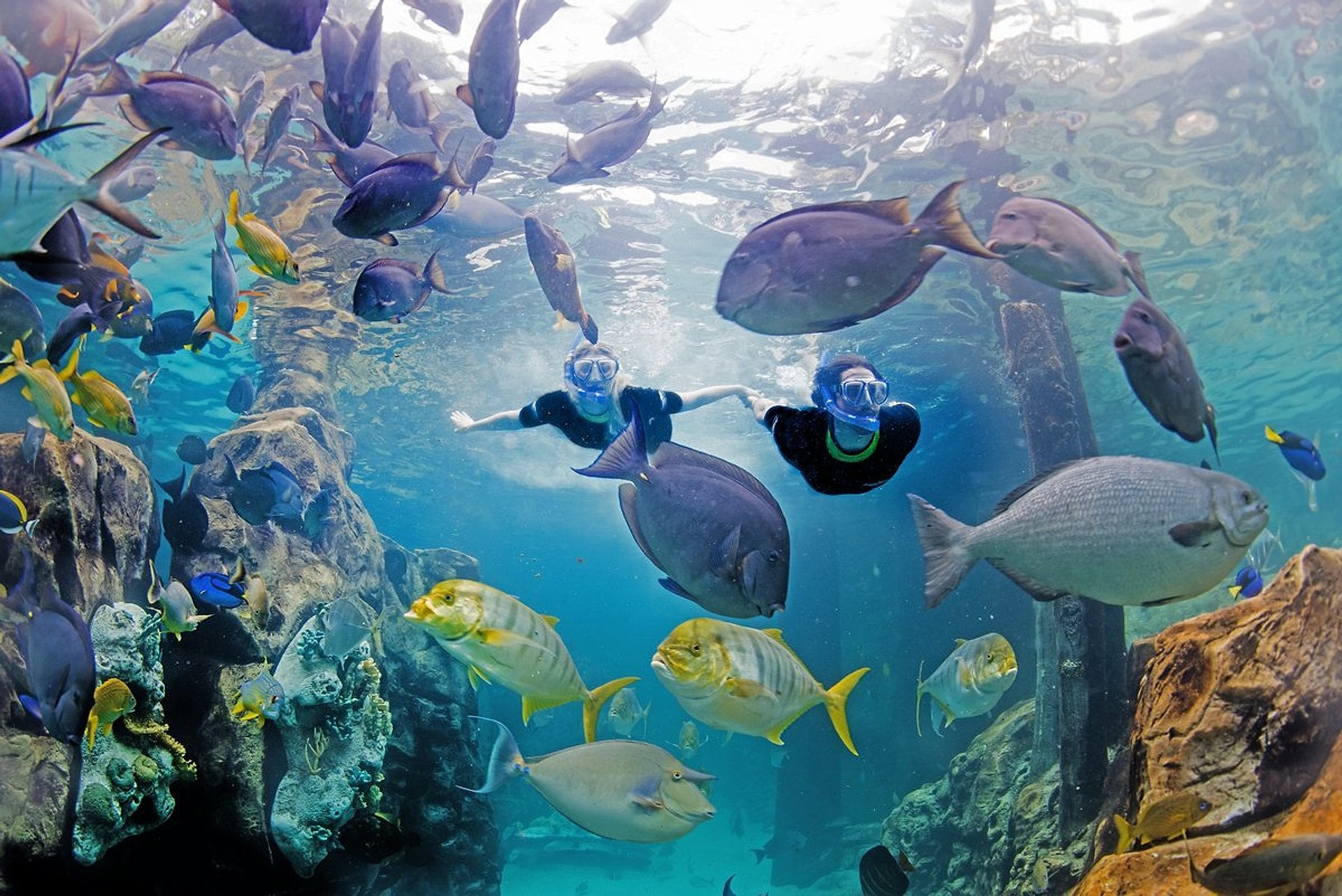 Discovery Cove Orlando más 2 parques - Imagen 3