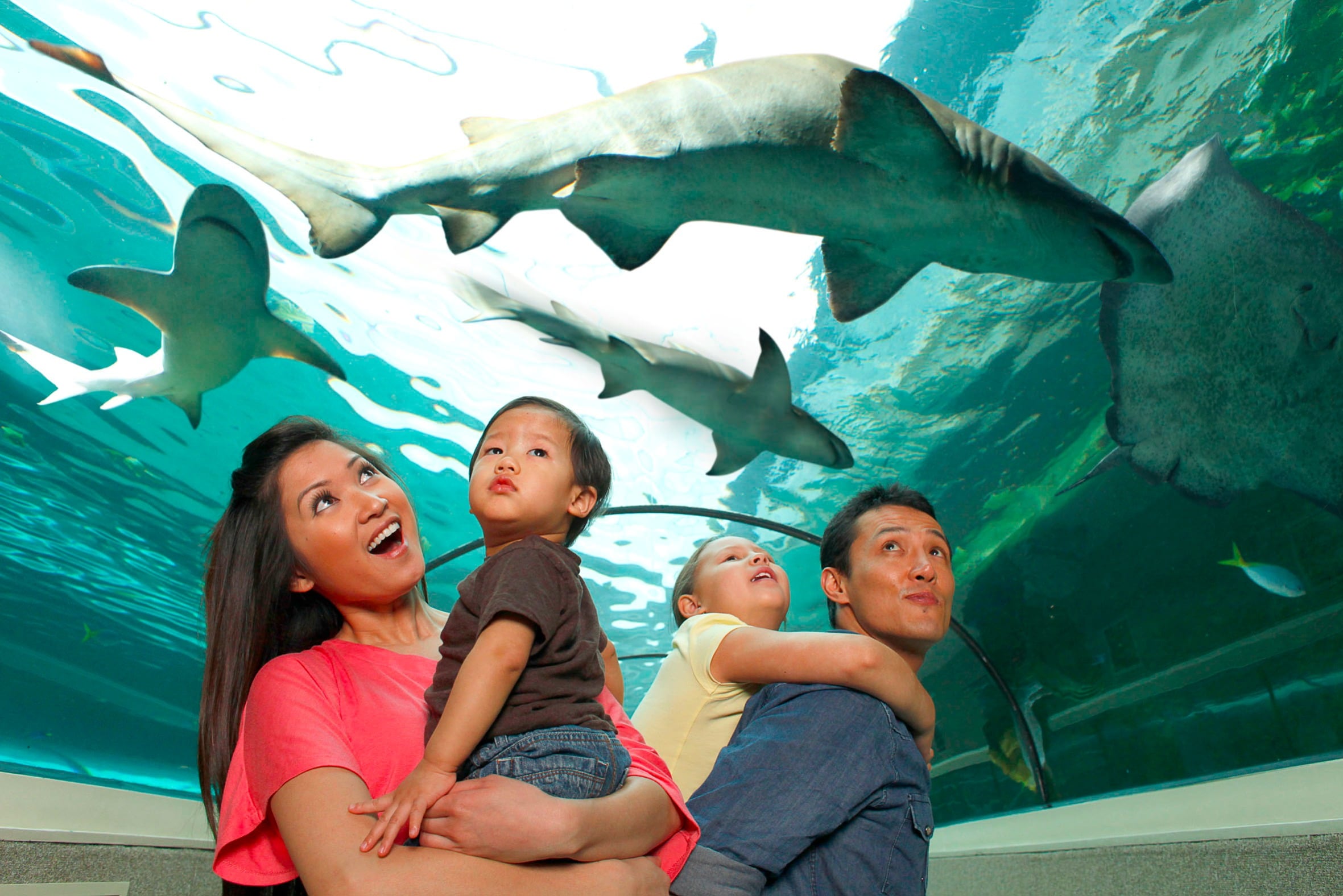 Go City Sydney Explorer Pass - Pase de atracciones - Imagen 4