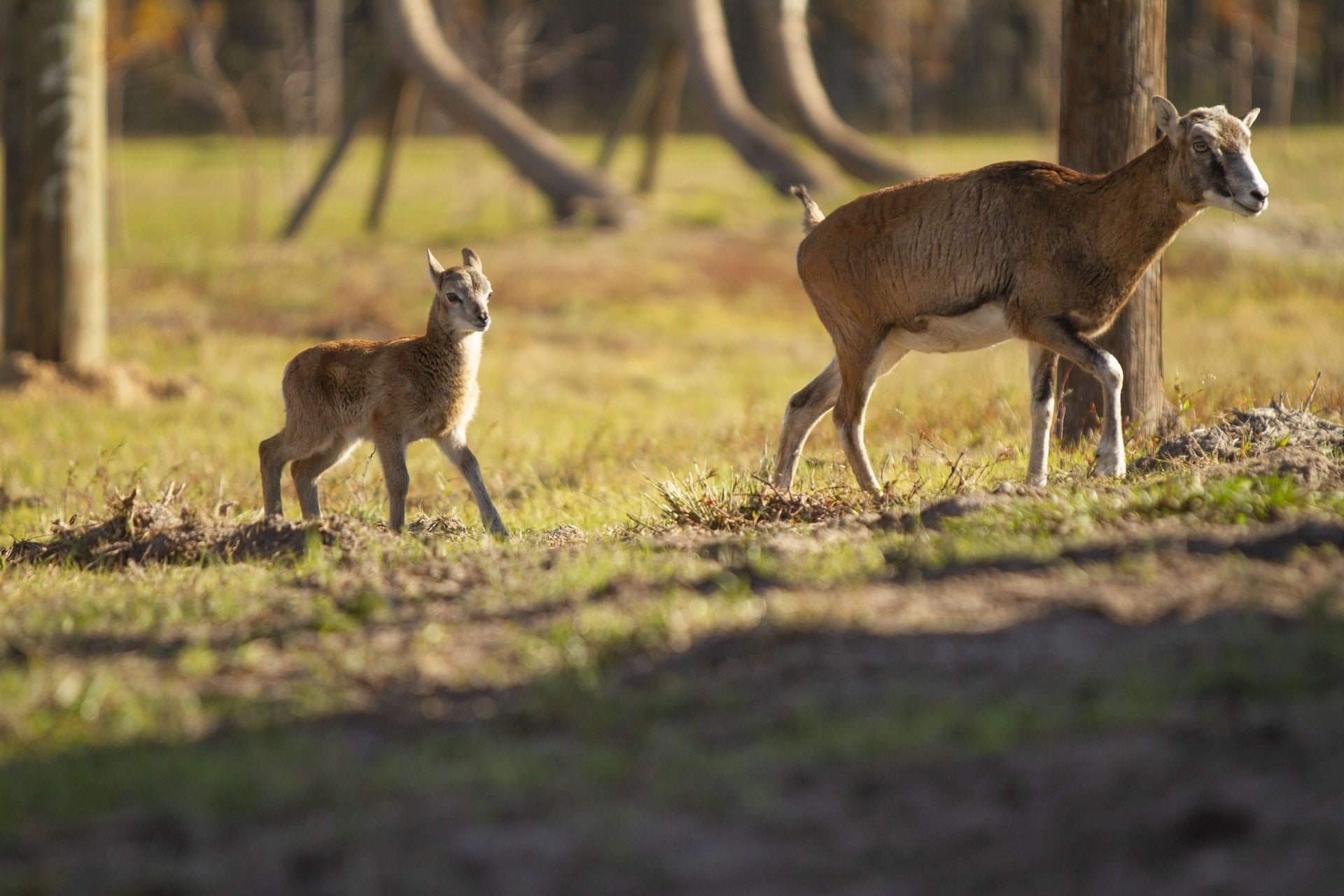 Ultimate Everglades y Safari Park Tour - Imagen 3