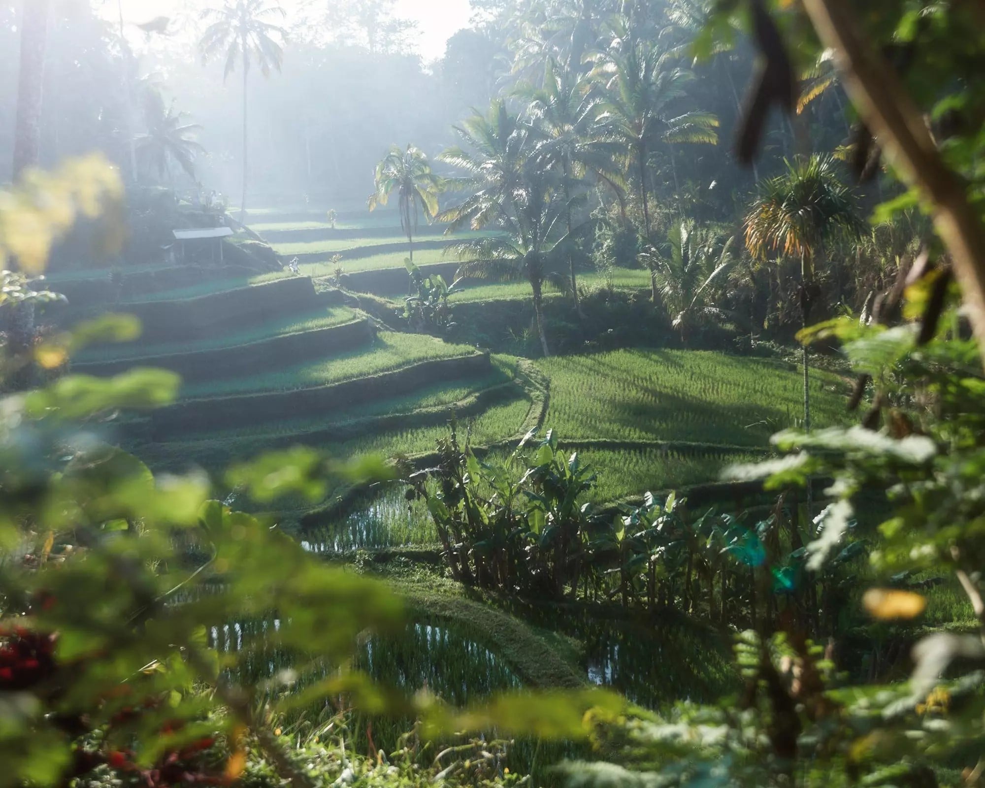 Tour personalizado de medio día fácil y libre en Bali - Imagen 2