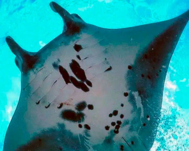 Snorkeling Experience with Manta Rays at Nusa Penida - Imagen 3
