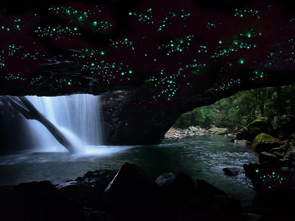 Natural Bridge Glow Worm Night Tour - Imagen 3