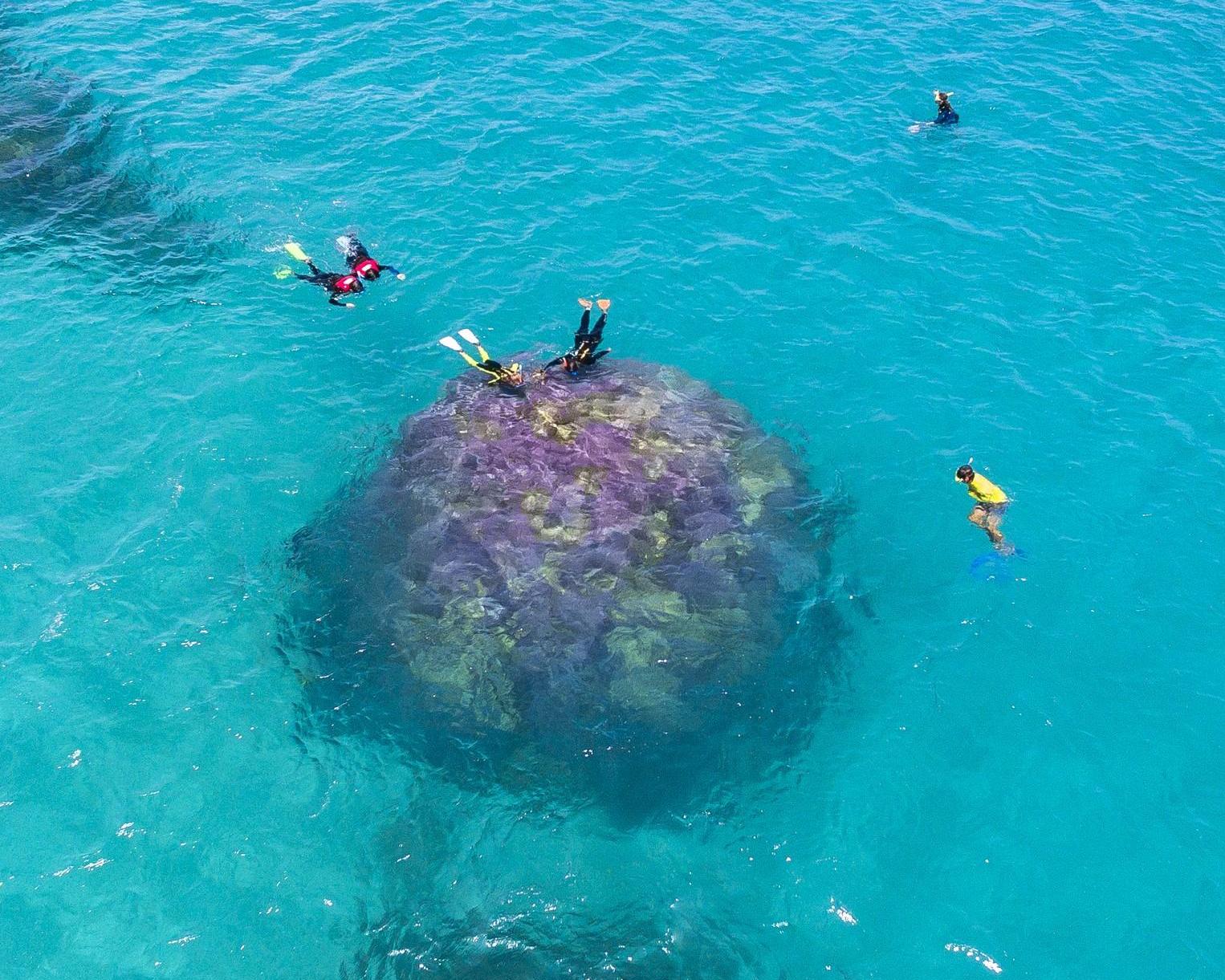 Ocean Safari Aventura en tortuga por la Gran Barrera de Coral - Imagen 3