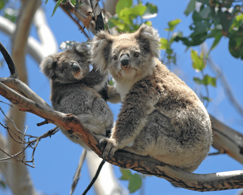 Santuario de Healesville y excursión ecológica por Phillip Island - Imagen 4