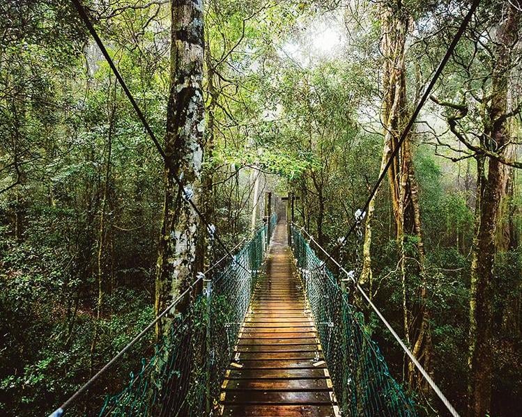 O Reillys y el Parque Nacional de Lamington - Imagen 4