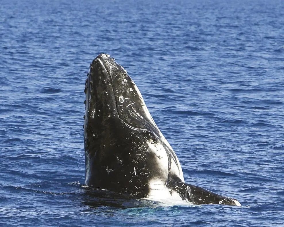 Bruny Island Cruises - 3 Hour Wilderness Cruise - Imagen 3