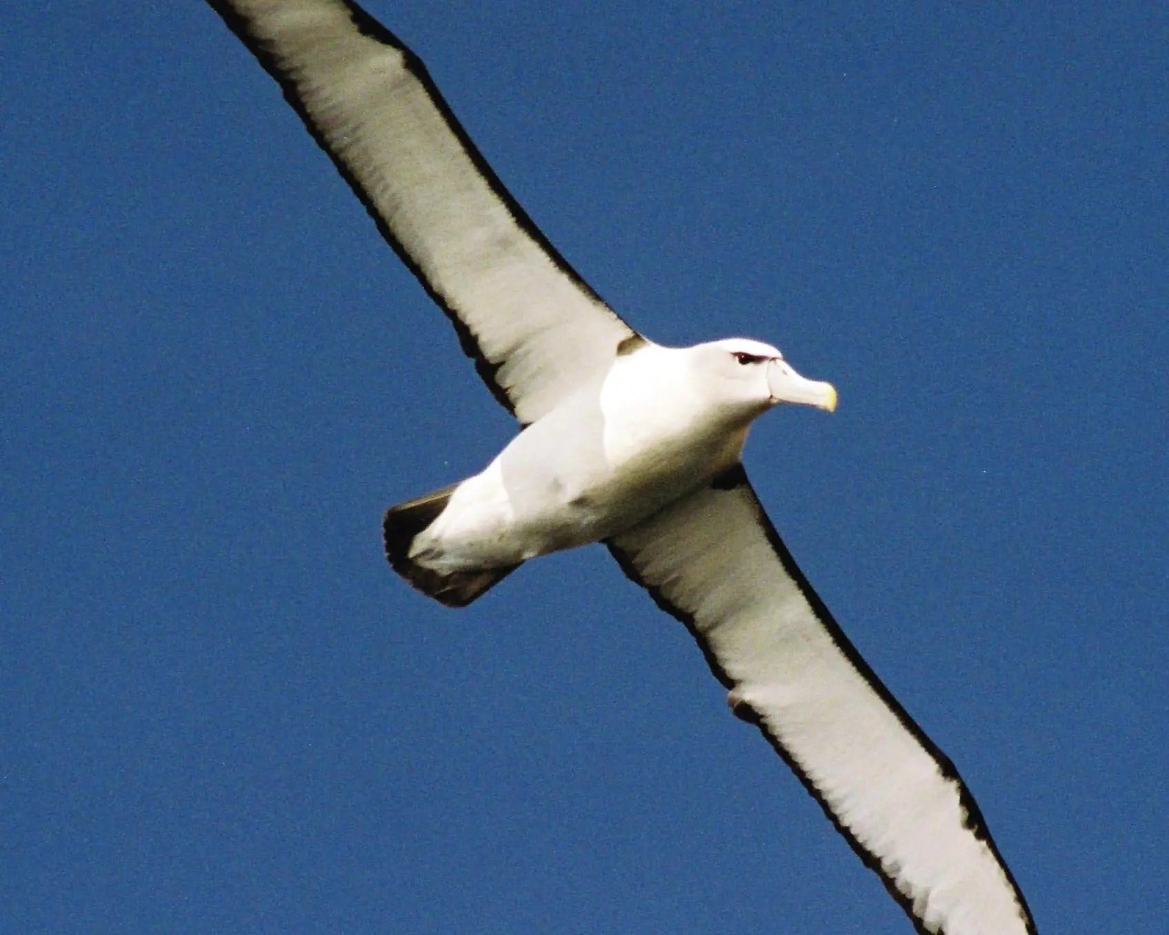 Bruny Island Cruises - 3 Hour Wilderness Cruise - Imagen 2