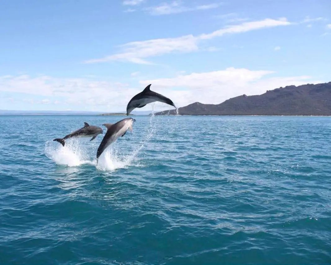 Wineglass Bay Cruises - Sky Lounge with lunch - Imagen 3