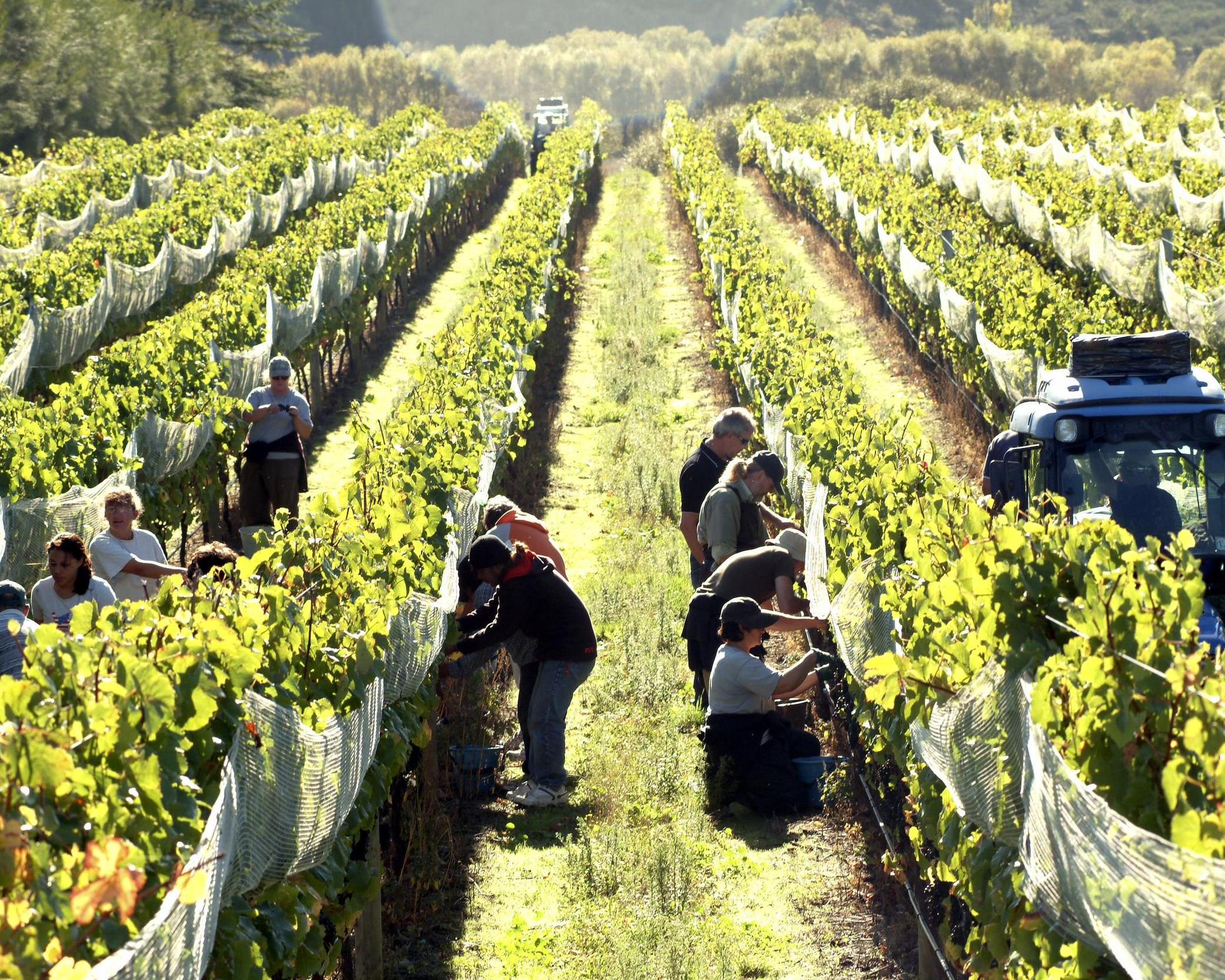 Martinborough Winery Tour - Imagen 4