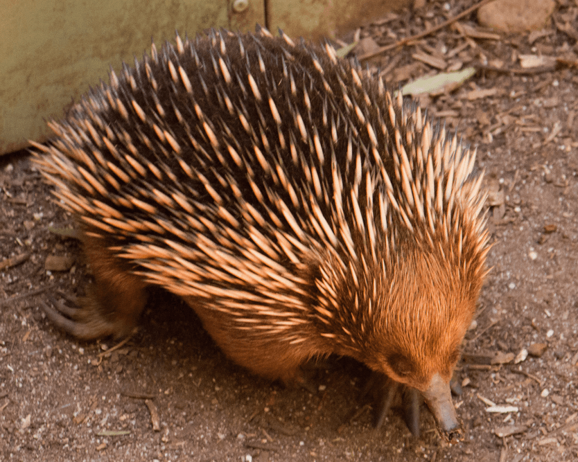 Puffing Billy, Healesville Sanctuary and Chocolaterie - Imagen 4