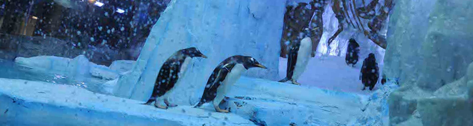Entradas: acuario Dubai Mall y Penguin Cove - Imagen 2