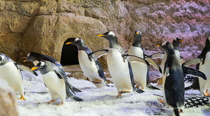 Entradas: acuario Dubai Mall y Penguin Cove - Imagen 4
