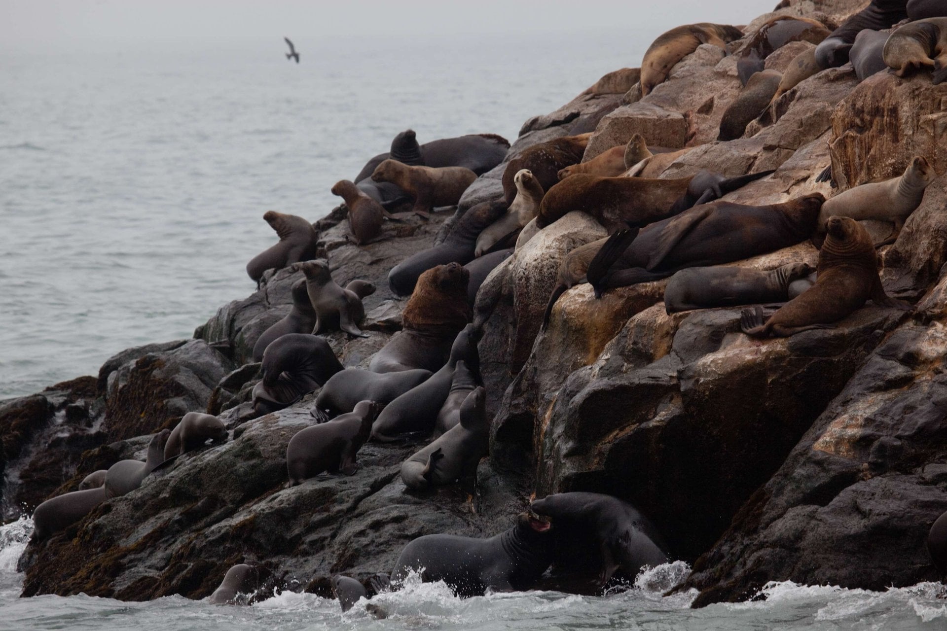 Islas Palomino: nado con lobos marinos - Imagen 4