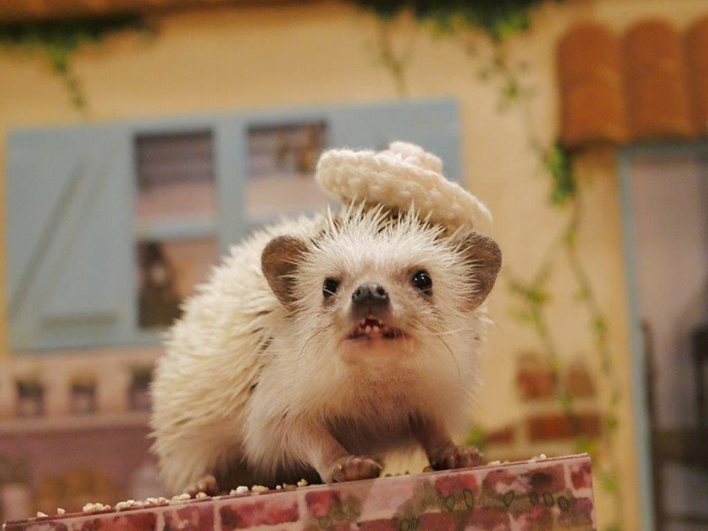 Entrada al Hedgehog Café en Harajuku - Imagen 4